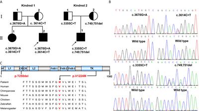 Clinical and Functional Characterization of Novel INSR Variants in Two Families With Severe Insulin Resistance Syndrome